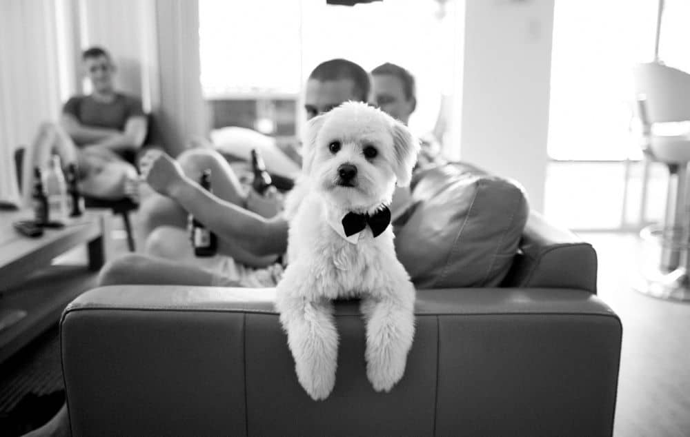A cute dog wearing a bow tie. 