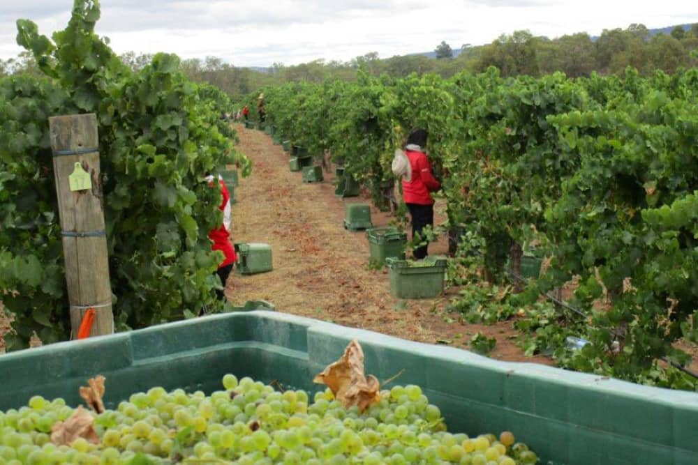 Picking grapes for wine-making at Sitella winery.