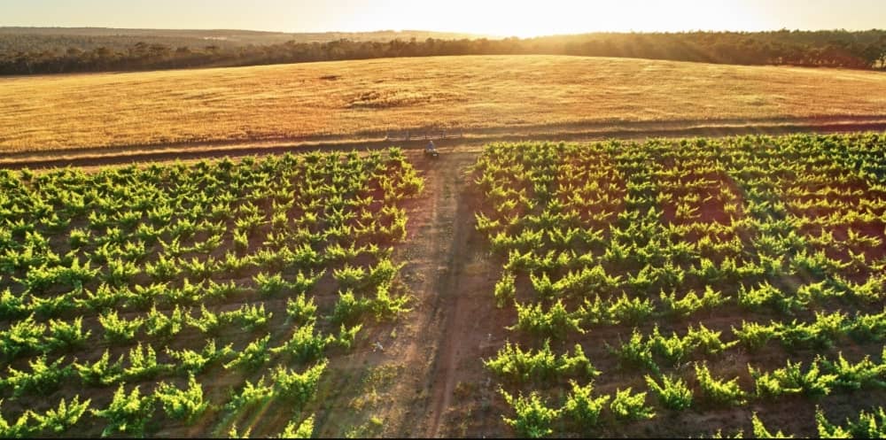 A view of Swinney vineyard 