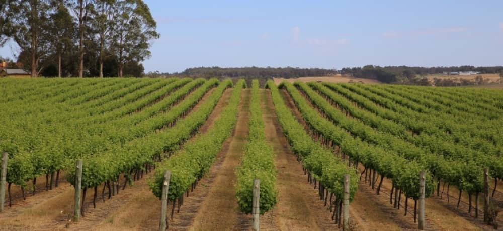 West Cape Howe Wine vineyard.